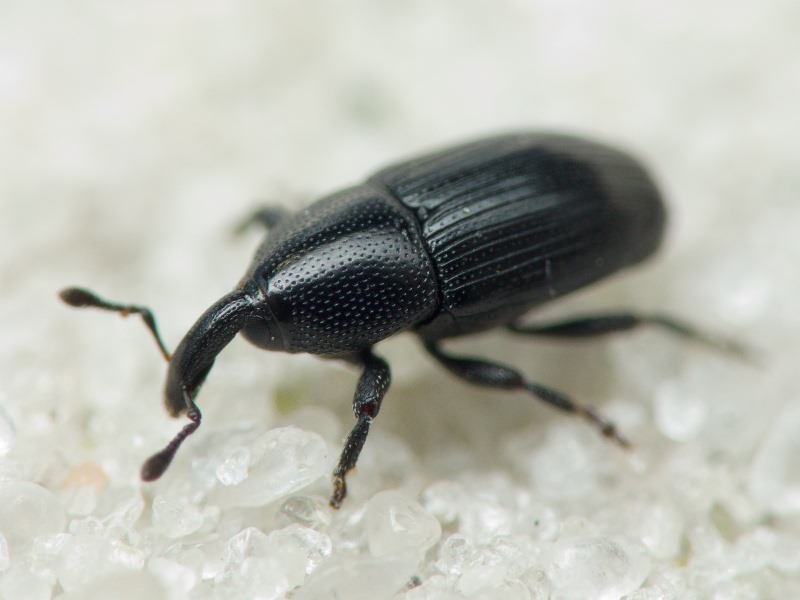 Melanobaris atramentaria (Boheman, 1836)